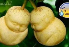 most-weird-fruits-أنواع الفاكهة, أغرب أنواع, Dragon Fruit, strange fruits, fruit types, types des fruits, عالم المعرفة والعلم, متع عقلك, لم تراها من قبل, Виды фруктов, Jenis buah, फल के प्रकार, 水果种类, weird-fruits, هل تعلم, ثقف نفسك, ثقافة عامة, معلومات, لن تصدق