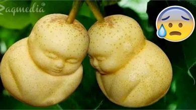 most-weird-fruits-أنواع الفاكهة, أغرب أنواع, Dragon Fruit, strange fruits, fruit types, types des fruits, عالم المعرفة والعلم, متع عقلك, لم تراها من قبل, Виды фруктов, Jenis buah, फल के प्रकार, 水果种类, weird-fruits, هل تعلم, ثقف نفسك, ثقافة عامة, معلومات, لن تصدق