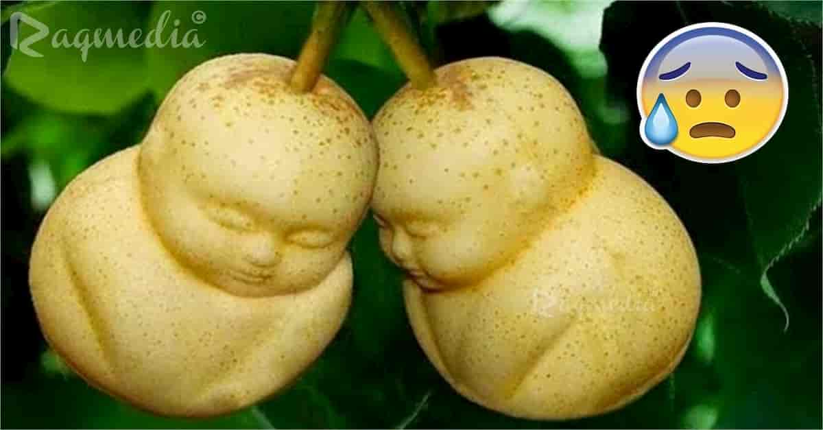 most-weird-fruits-أنواع الفاكهة, أغرب أنواع, Dragon Fruit, strange fruits, fruit types, types des fruits, عالم المعرفة والعلم, متع عقلك, لم تراها من قبل, Виды фруктов, Jenis buah, फल के प्रकार, 水果种类, weird-fruits, هل تعلم, ثقف نفسك, ثقافة عامة, معلومات, لن تصدق