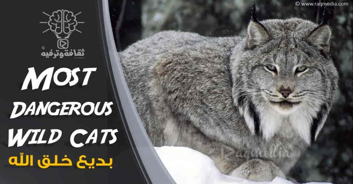 أشرس-وأخطر-أنواع-القطط-الكبيرة