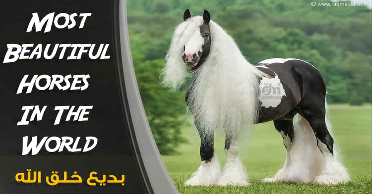 أجمل-خيول-العالم