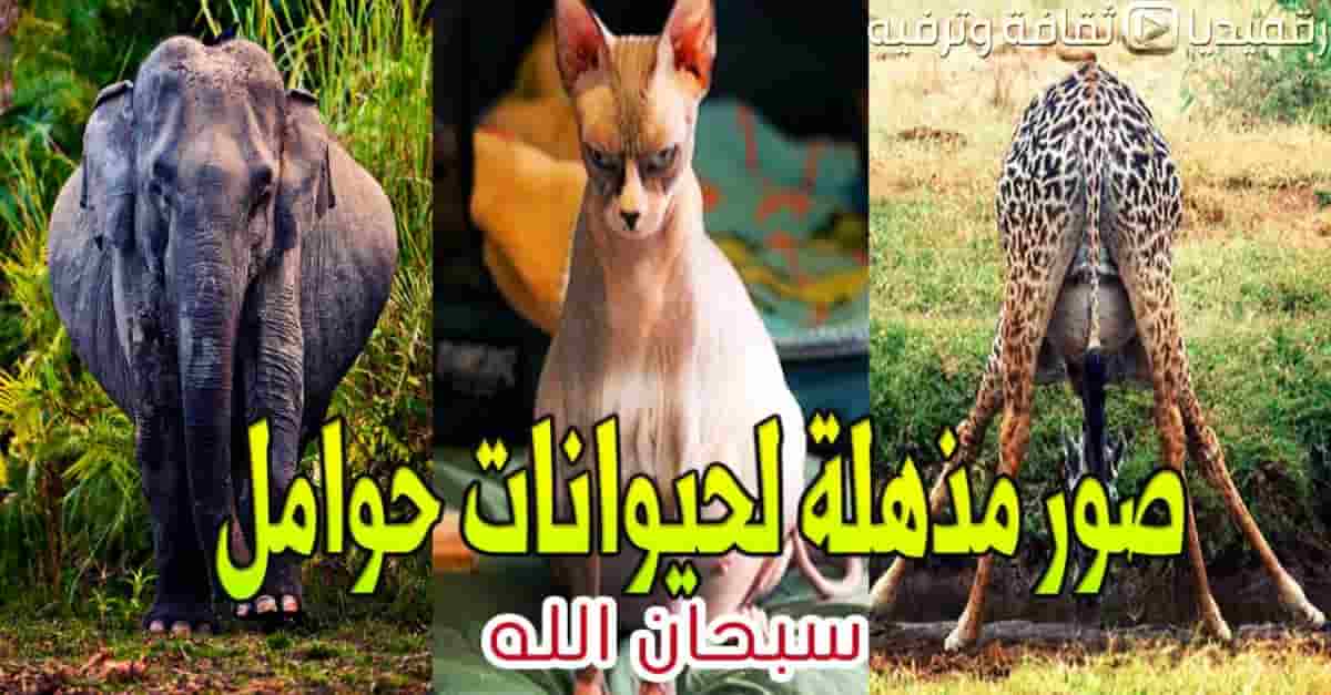 صور-مذهلة-لحيوانات-حوامل-سبحان-الله