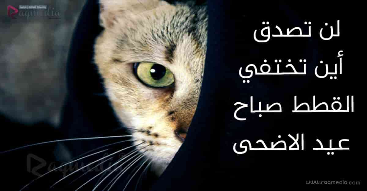 أين-تختفي-القطط-صباح-عيد-الاضحى
