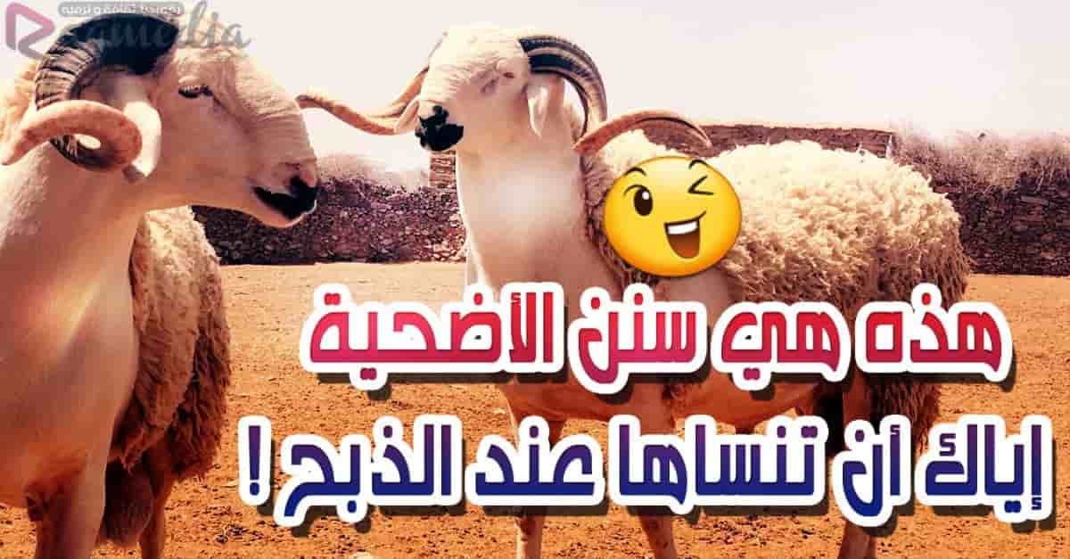 شروط-وأحكام-الأضحية-من-الكتاب-والسنة