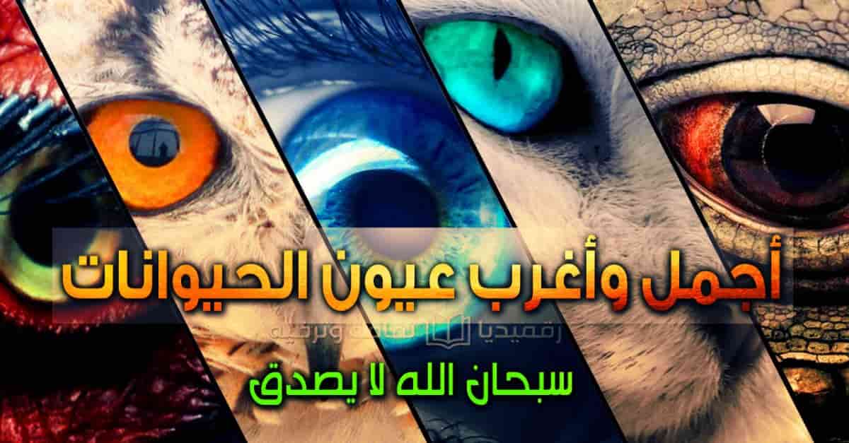 أجمل-وأغرب-عيون-الحيوانات-حتما-ستبهرك