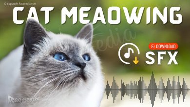 cat-meowing-sound-effect-free-download-sfx