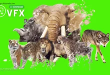 wild-animals-green-screen-free-chroma-key-video-editing-graphics