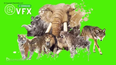 wild-animals-green-screen-free-chroma-key-video-editing-graphics